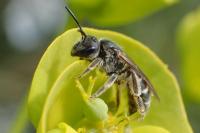 Lasioglossum