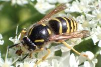 Dolichovespula saxonica