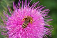 Halictus scabiosae