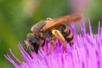 Halictus scabiosae
