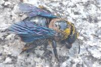 Xylocopa violacea