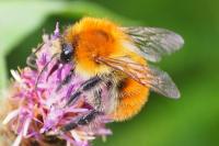 Bombus pascuorum floralis