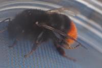 Bombus lapidarius