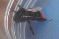 Bombus lapidarius