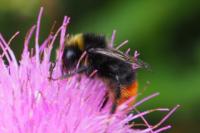 Bombus lapidarius