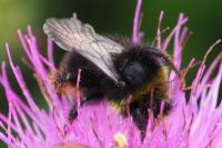 Bombus lapidarius