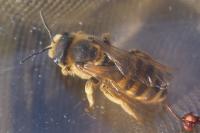 Halictus scabiosae