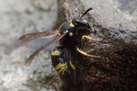 Ancistrocerus claripennis