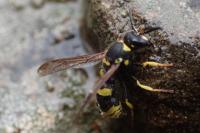 Ancistrocerus claripennis