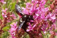 Xylocopa violacea