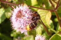 Vespa velutina
