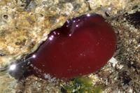 Actinia mediterranea