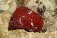 Actinia mediterranea