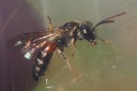 Lasioglossum interruptum