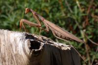 Mantis religiosa