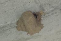 Sceliphron caementarium