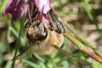Apis mellifera