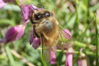 Apis mellifera