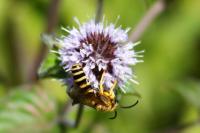 Halictus scabiosae
