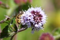 Halictus scabiosae