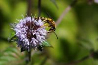 Halictus scabiosae