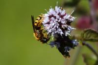 Halictus scabiosae
