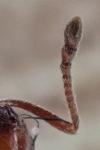 Crematogaster scutellaris