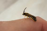 Halictus scabiosae
