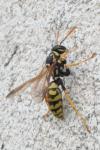 Polistes dominula