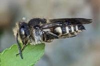 Coelioxys