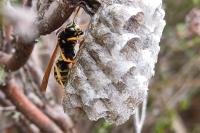 Polistes