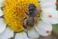 Colletes
