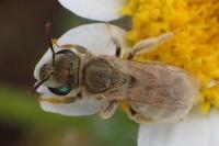 Seladonia pollinosa