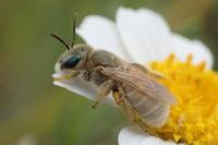 Seladonia pollinosa