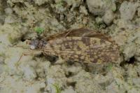 Philopotamus montanus