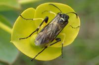 Macrophya montana