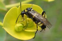 Macrophya montana