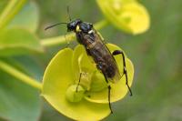 Macrophya montana
