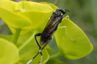 Macrophya montana