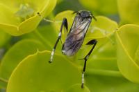 Macrophya montana