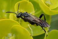 Macrophya montana