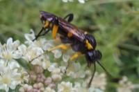 Macrophya montana