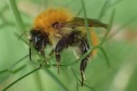 Bombus groupe pascuorum