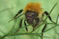 Bombus groupe pascuorum