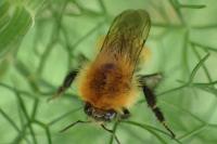 Bombus groupe pascuorum