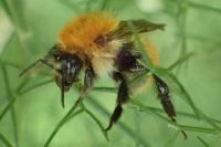 Bombus groupe pascuorum