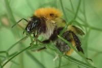 Bombus groupe pascuorum