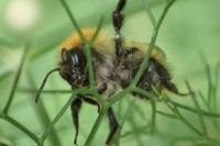 Bombus groupe pascuorum