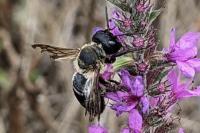 Megachile sculpturalis