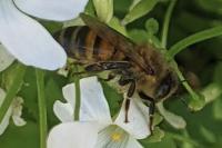 Apis mellifera